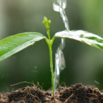 Objetivos de desarrollo sustentable en el día a día